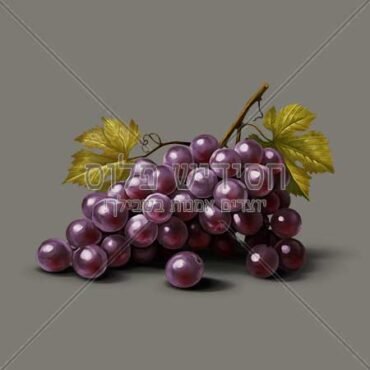 אשכול ענבים