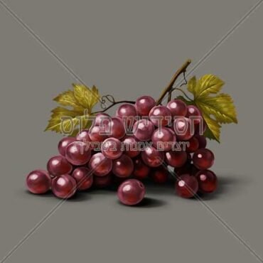 אשכול ענבים